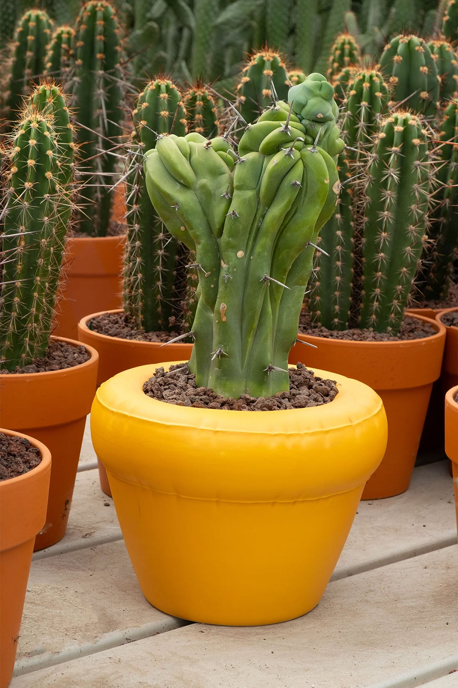 Planter 'PIERRE'